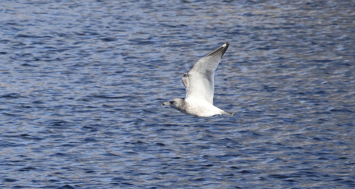 American Herring Gull - ML646425813