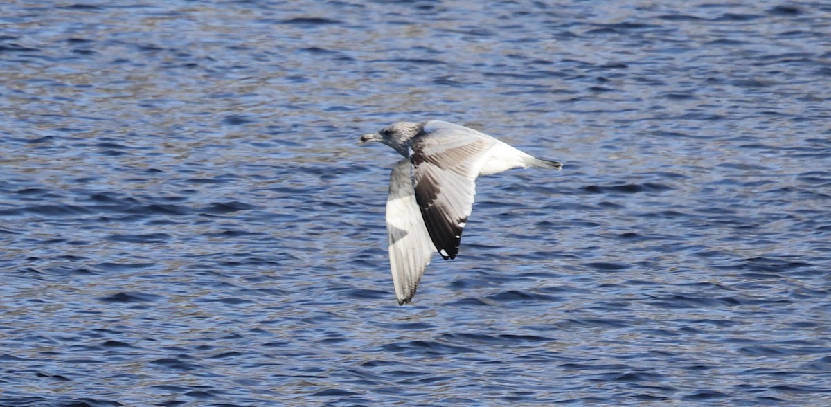 American Herring Gull - ML646425814