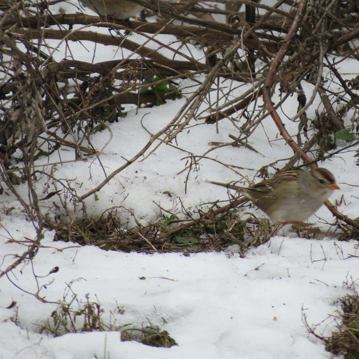 Bruant à couronne blanche - ML646425815