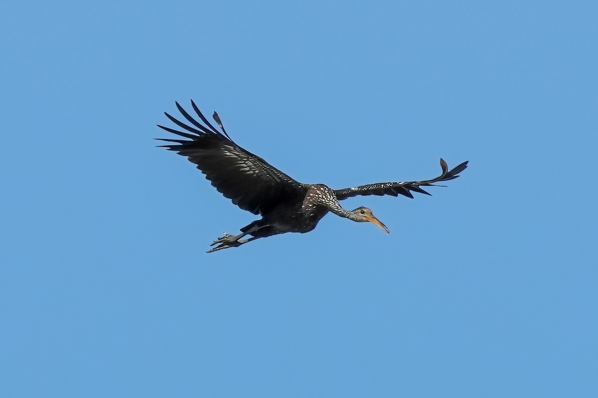 Limpkin - ML646425816