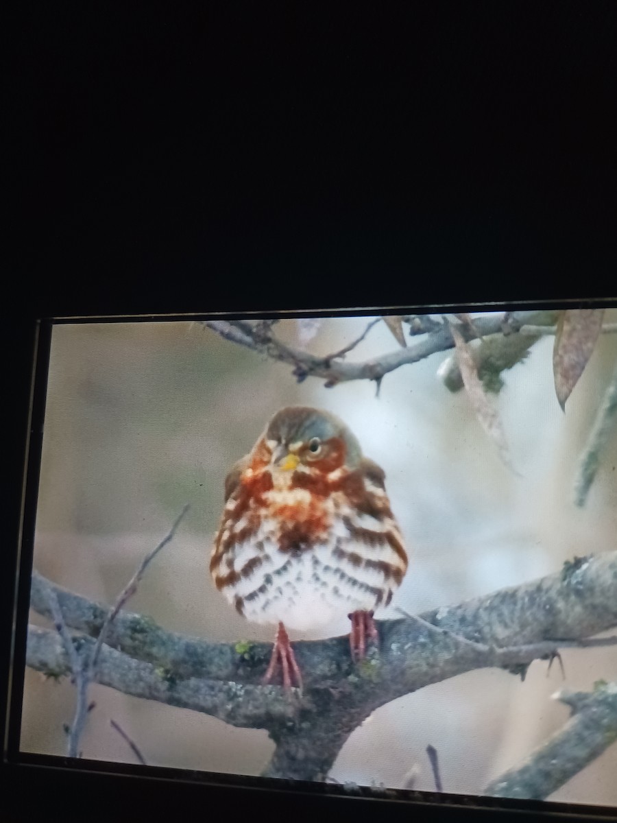 ゴマフスズメ - ML646425817