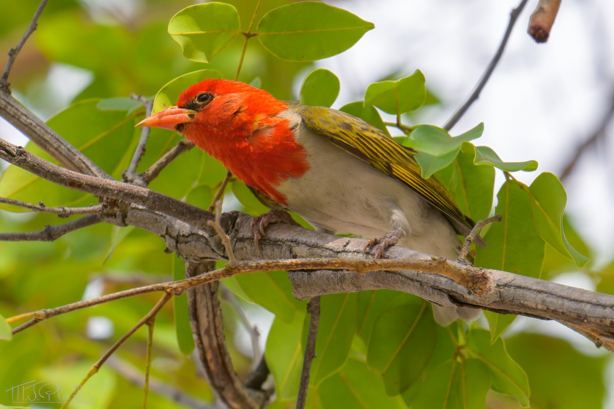 rødhodevever (rubriceps) - ML646425818