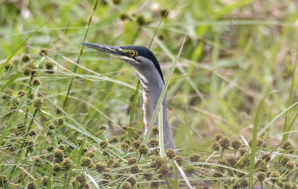 Striated Heron - ML646425819