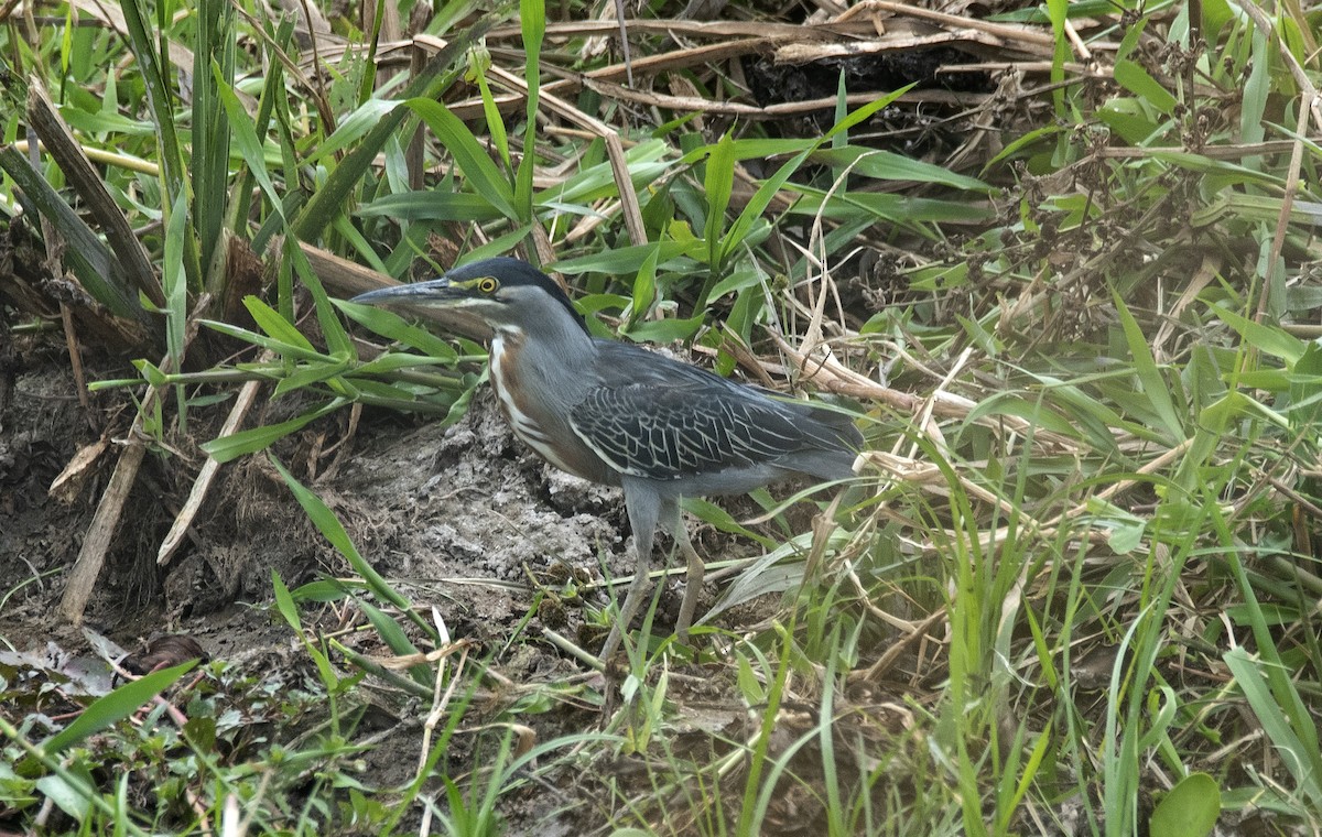 Striated Heron - ML646425820