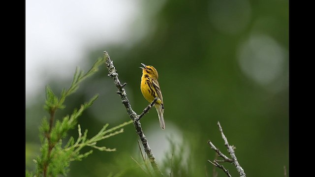 Prairie Warbler - ML646425821