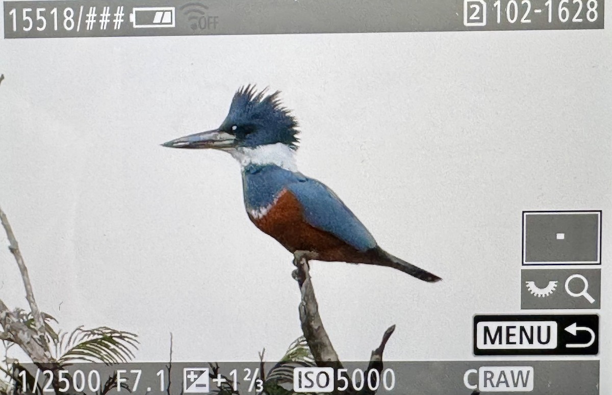 Ringed Kingfisher - ML646425822