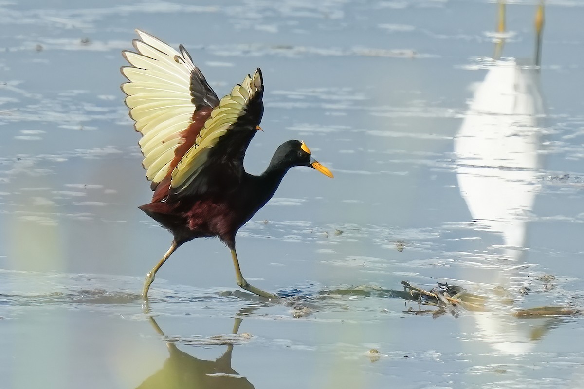 Northern Jacana - ML646425828