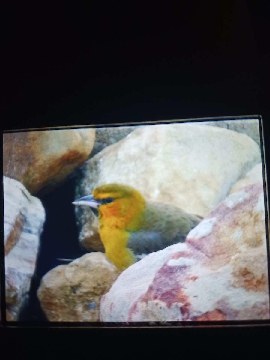 Bullock's Oriole - ML646425829