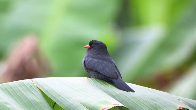 Black-fronted Nunbird - ML646425830