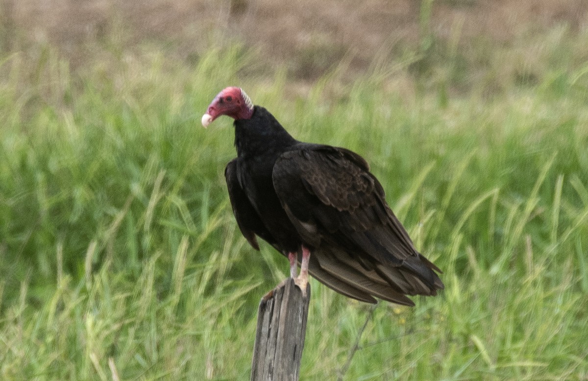 Turkey Vulture - ML646425831