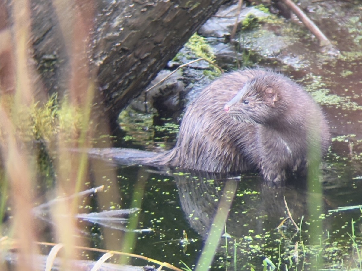 American Mink - ML646425832