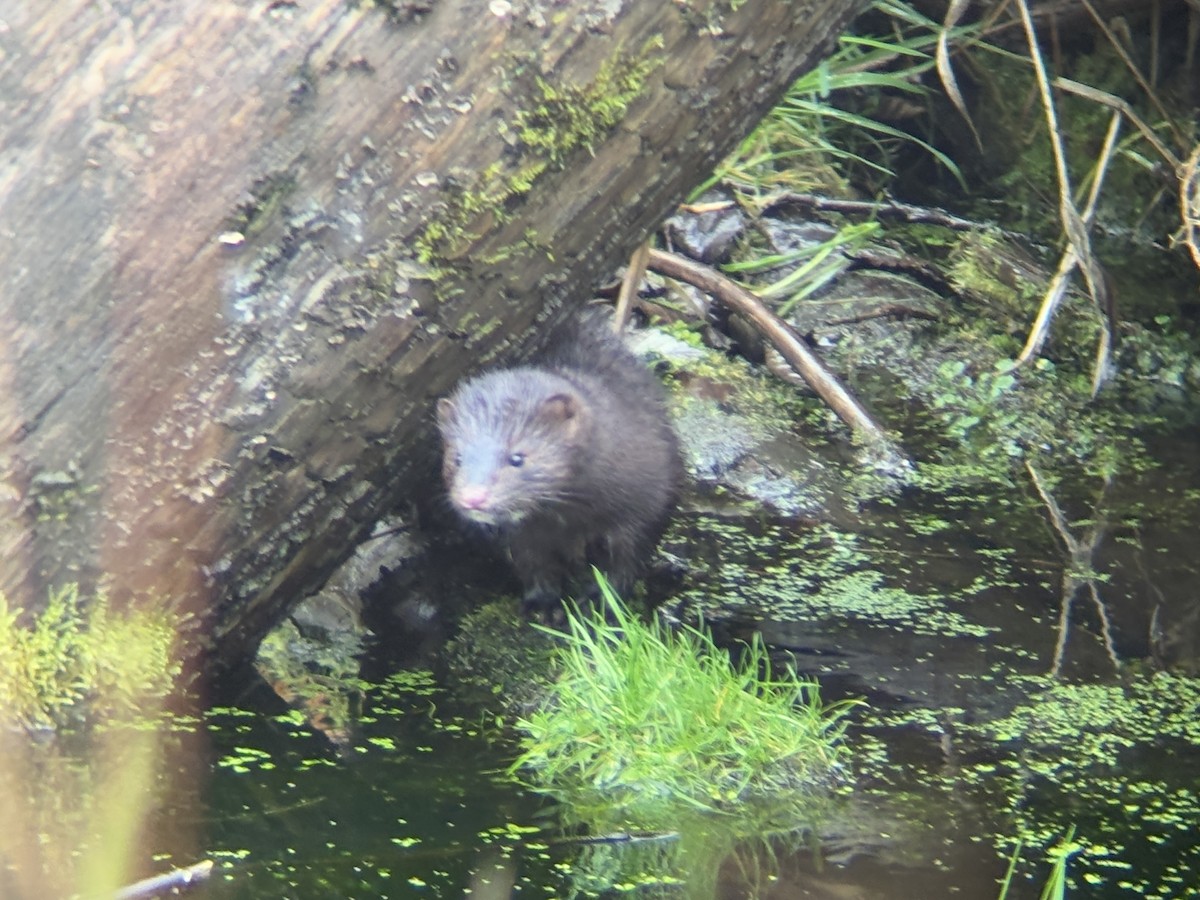 American Mink - ML646425833