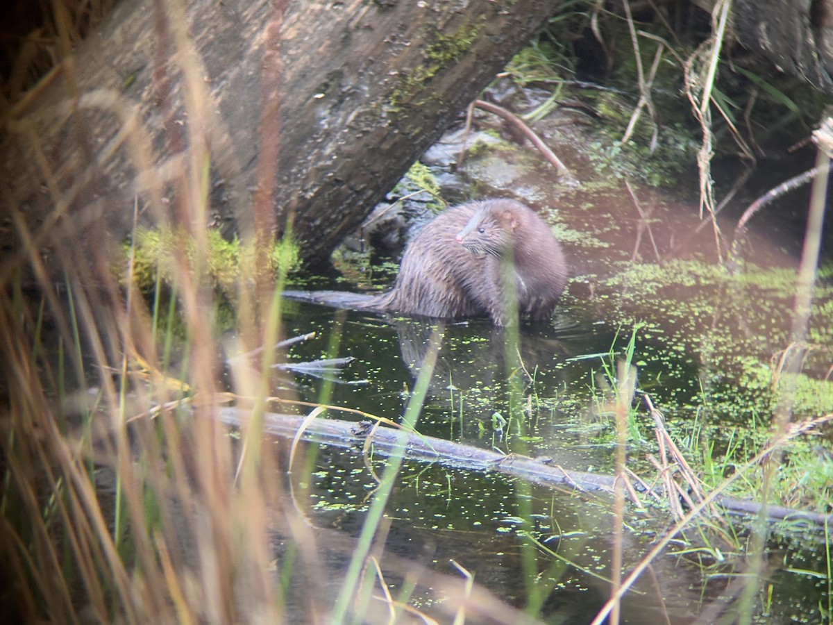 American Mink - ML646425834