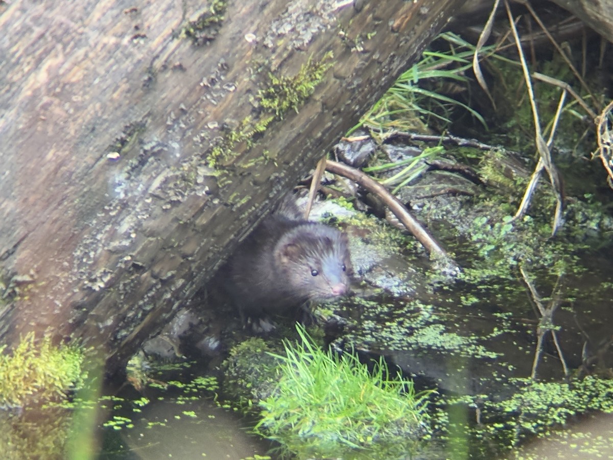 American Mink - ML646425835