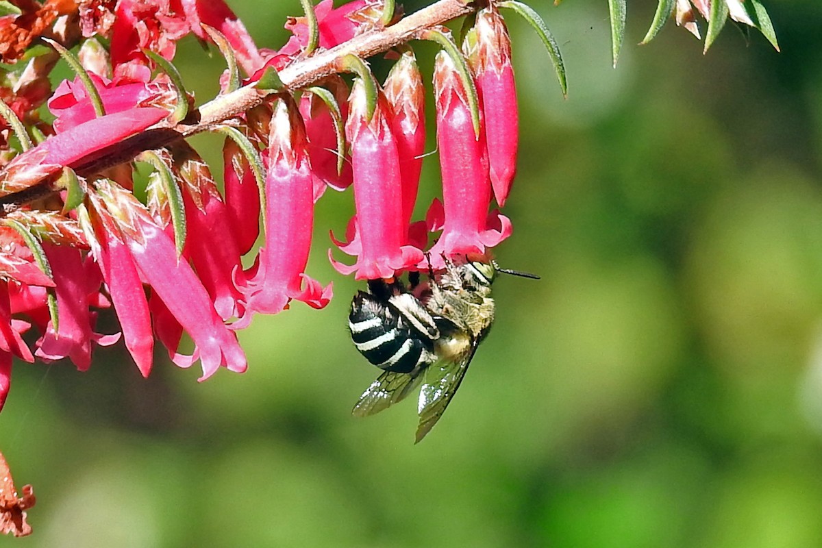 Blue-banded and Allied Digger Bees - ML646425836
