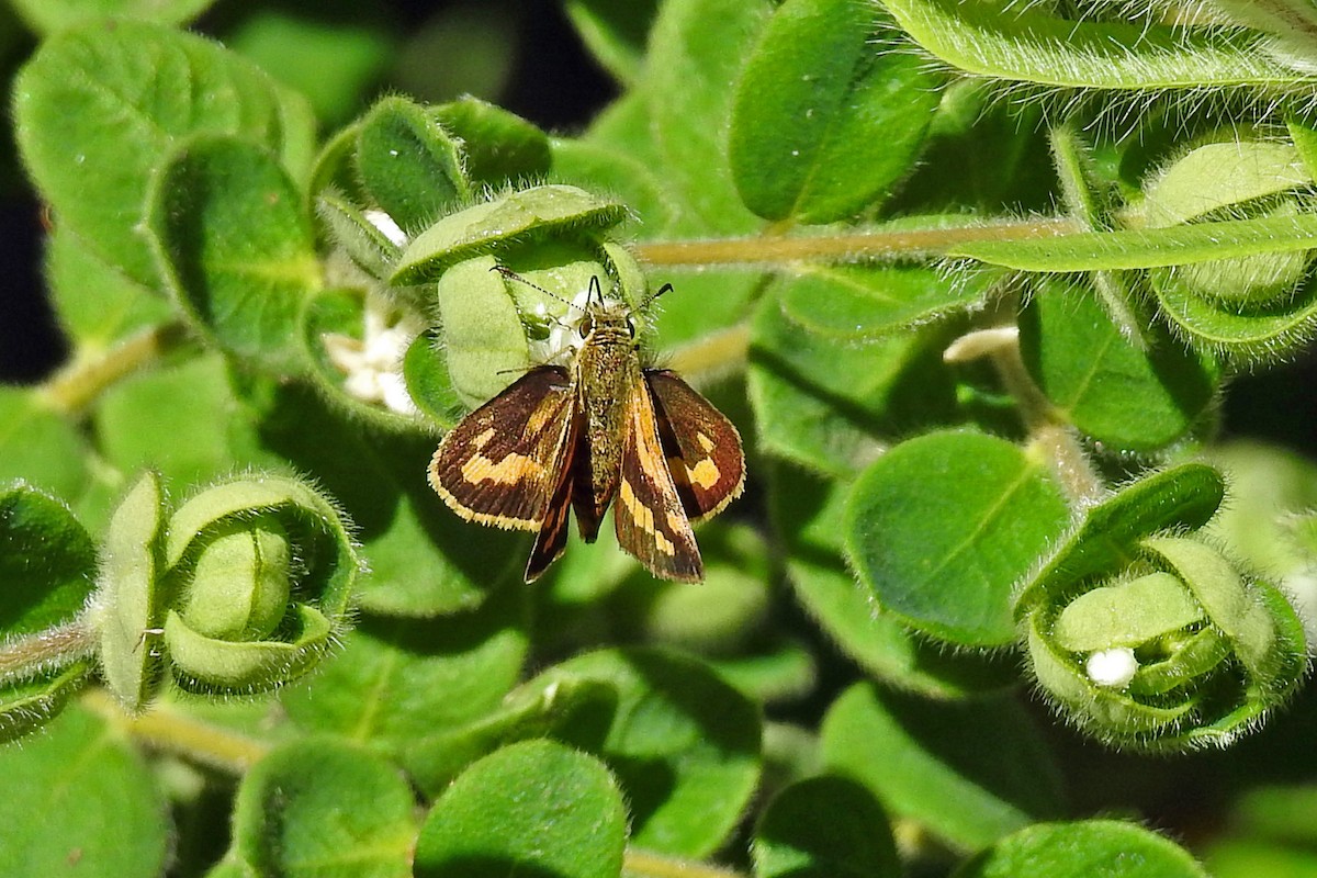 Yellow-banded Dart - ML646425837