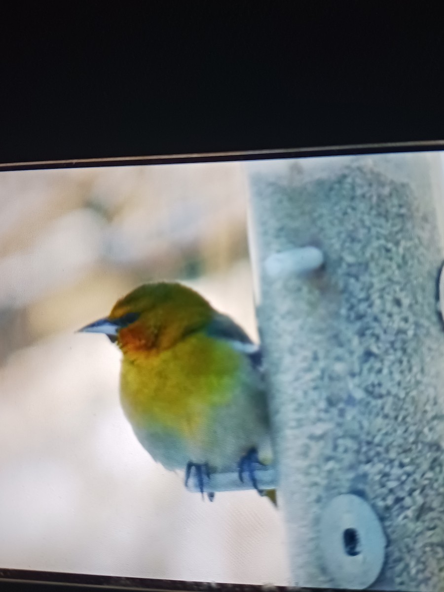 Bullock's Oriole - ML646425838