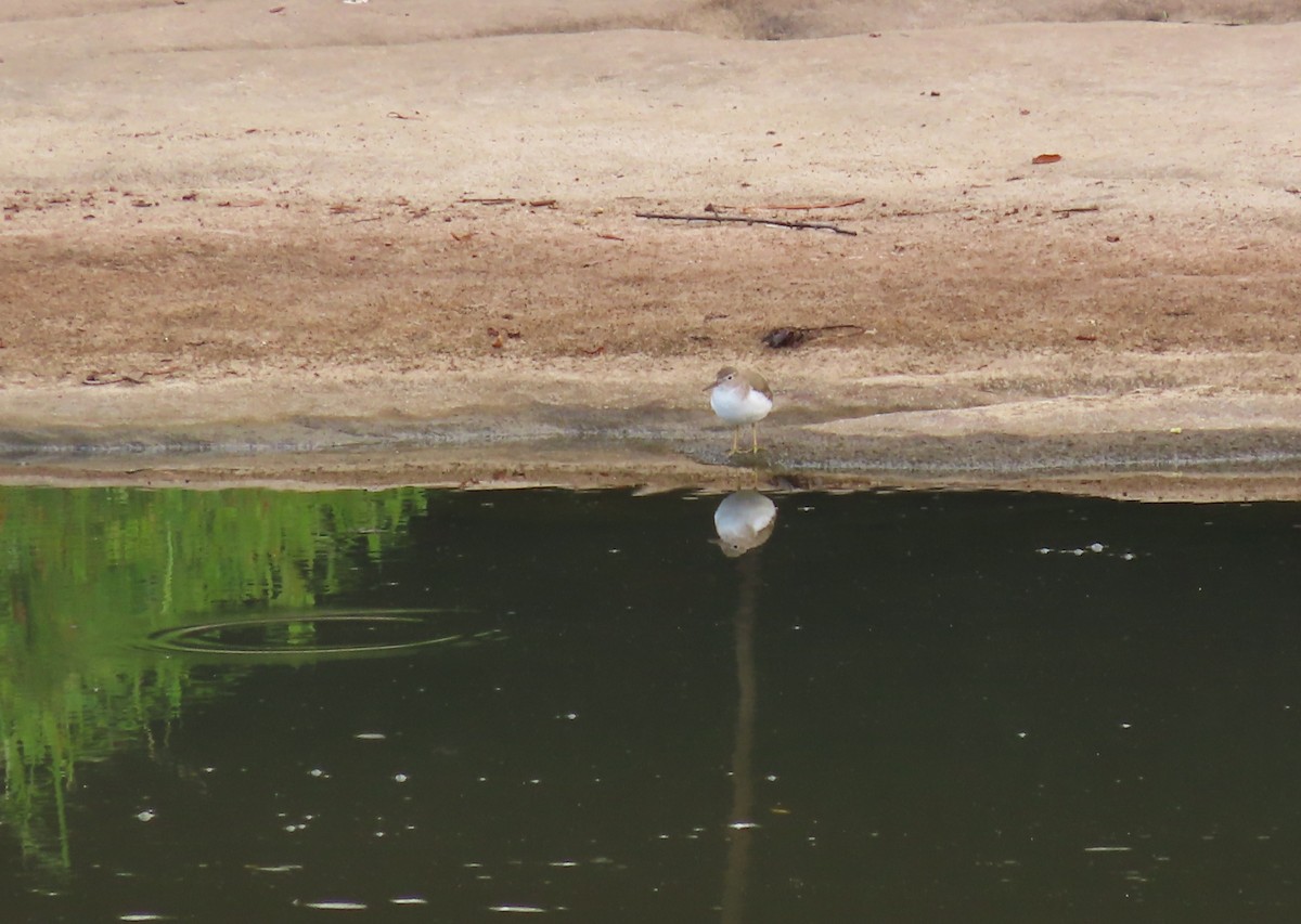 pisík americký - ML646425839