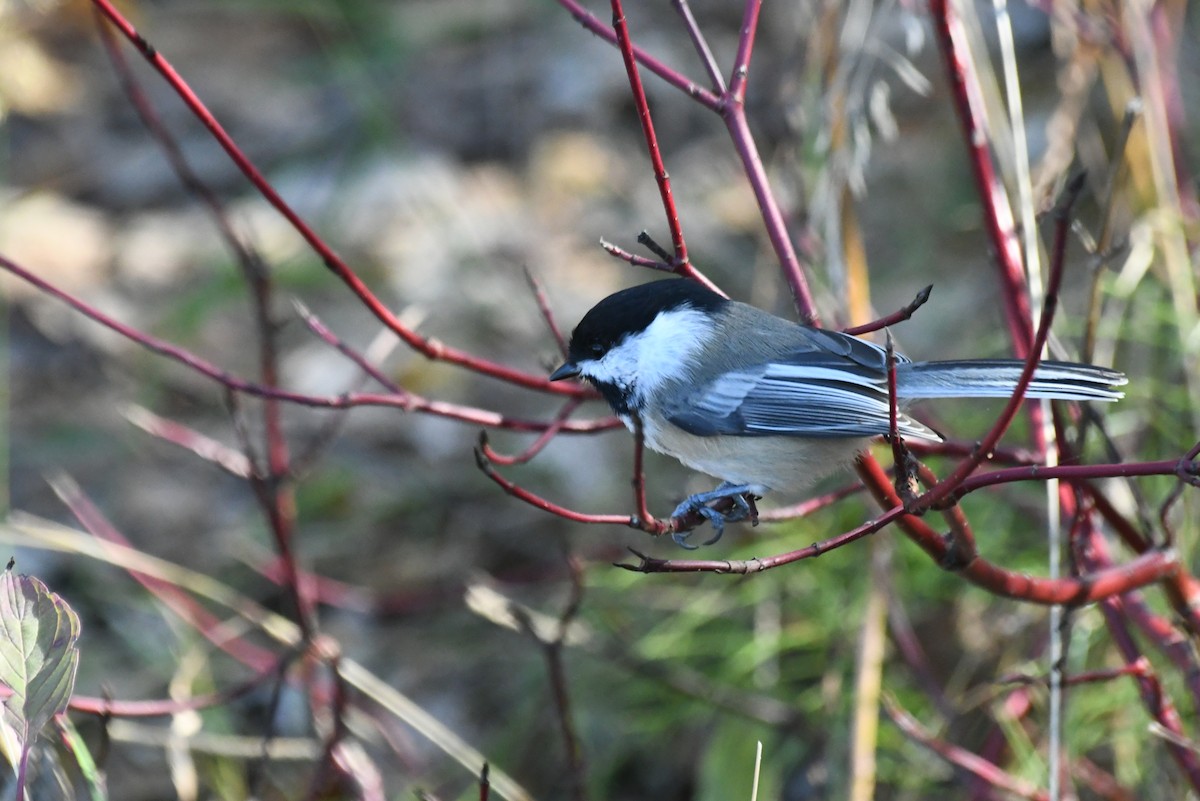 Schwarzkopfmeise - ML646425840