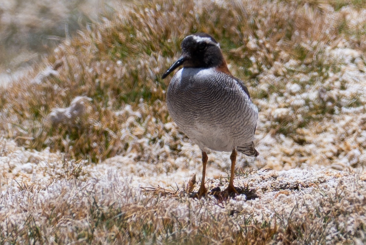 And Cılıbıtı - ML646425842