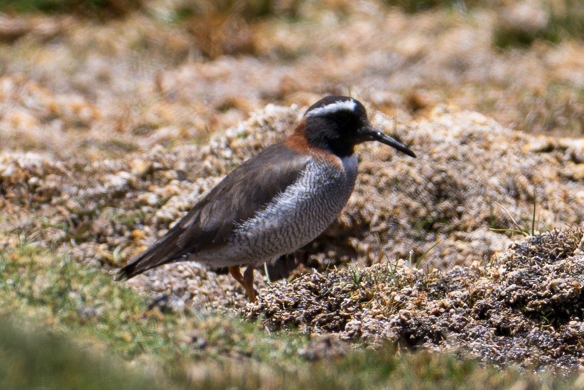 And Cılıbıtı - ML646425843