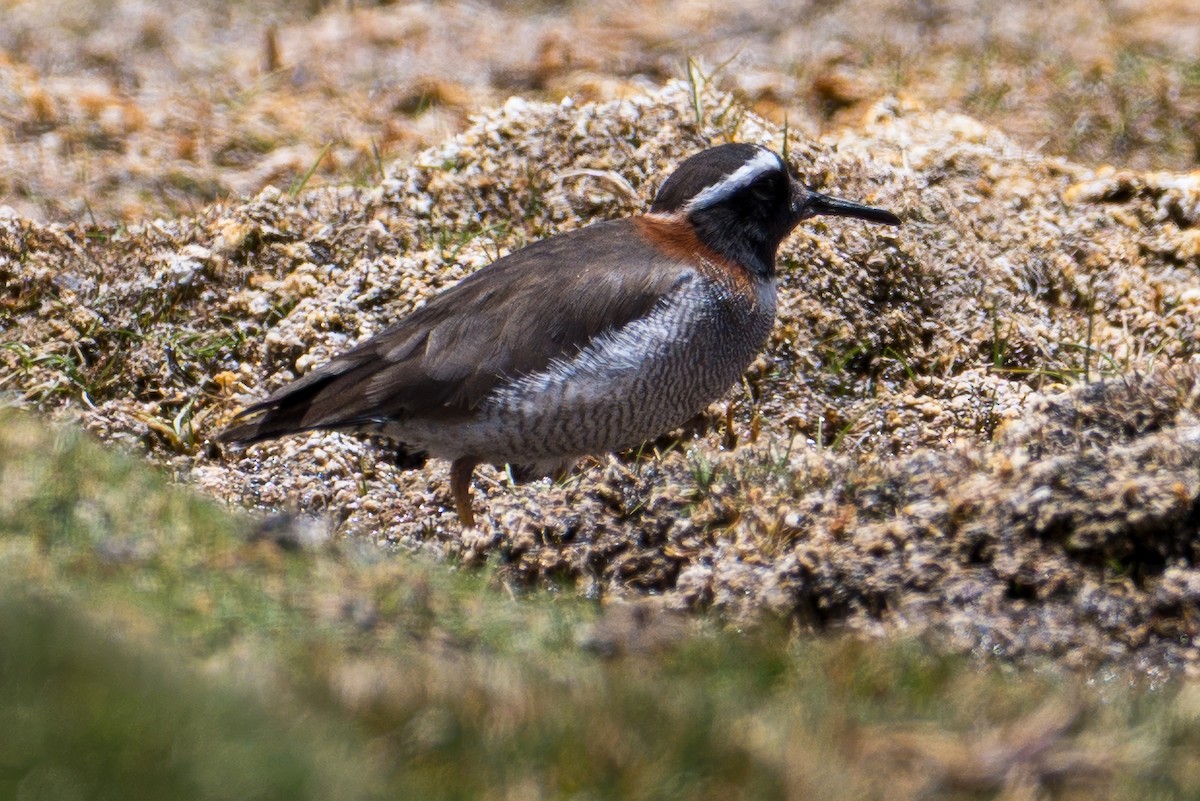 And Cılıbıtı - ML646425844