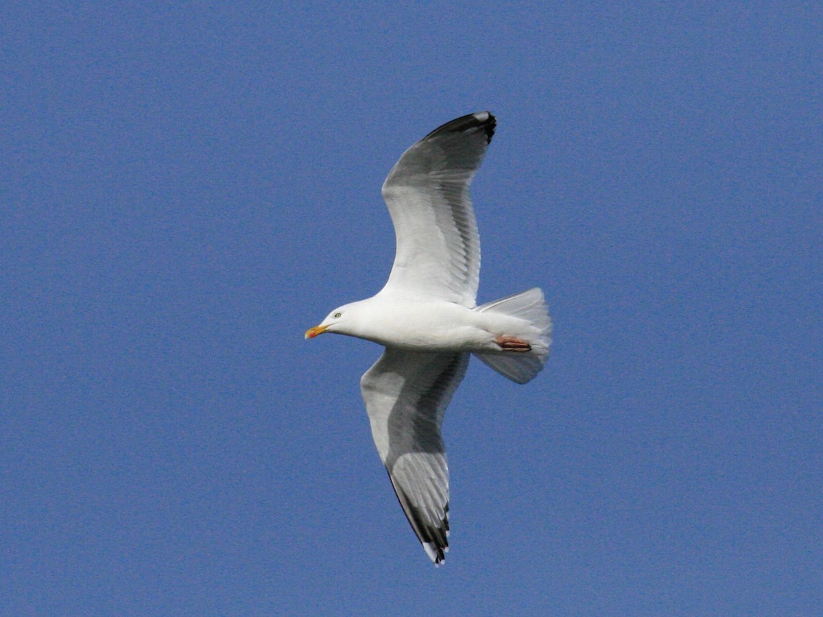 European Herring Gull - ML646425845