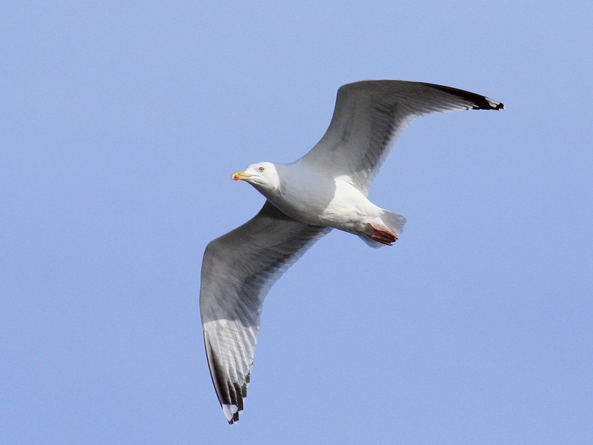European Herring Gull - ML646425846