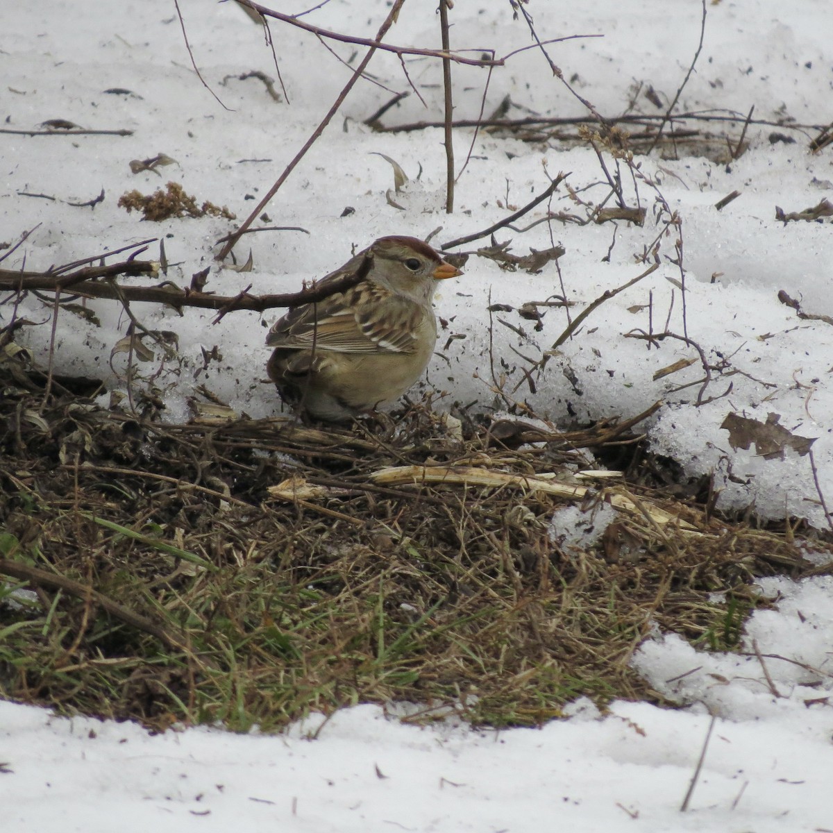 Bruant à couronne blanche - ML646425850