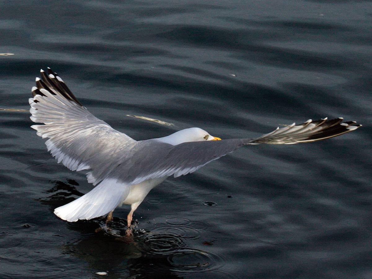 European Herring Gull - ML646425851