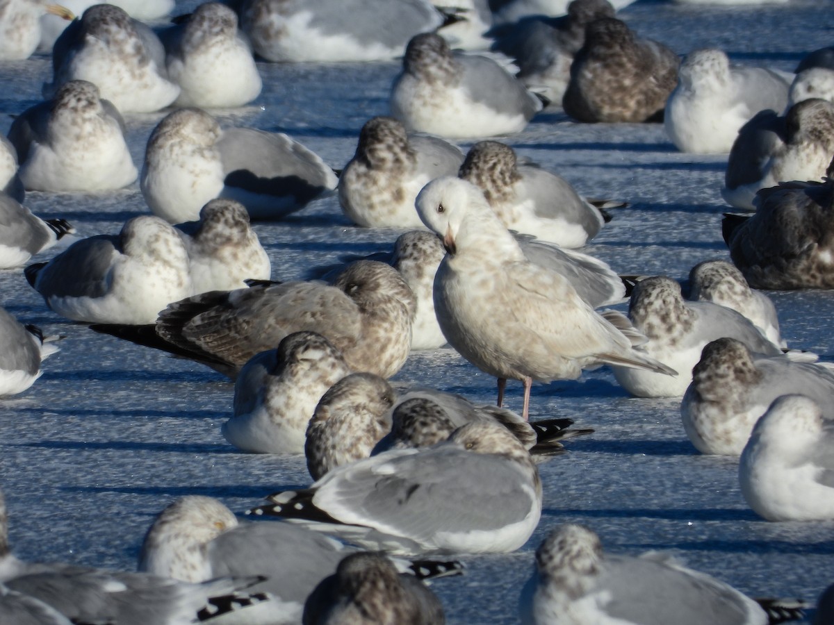 Iceland Gull (kumlieni) - ML646425853