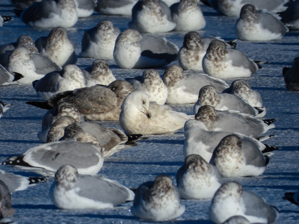Iceland Gull (kumlieni) - ML646425856