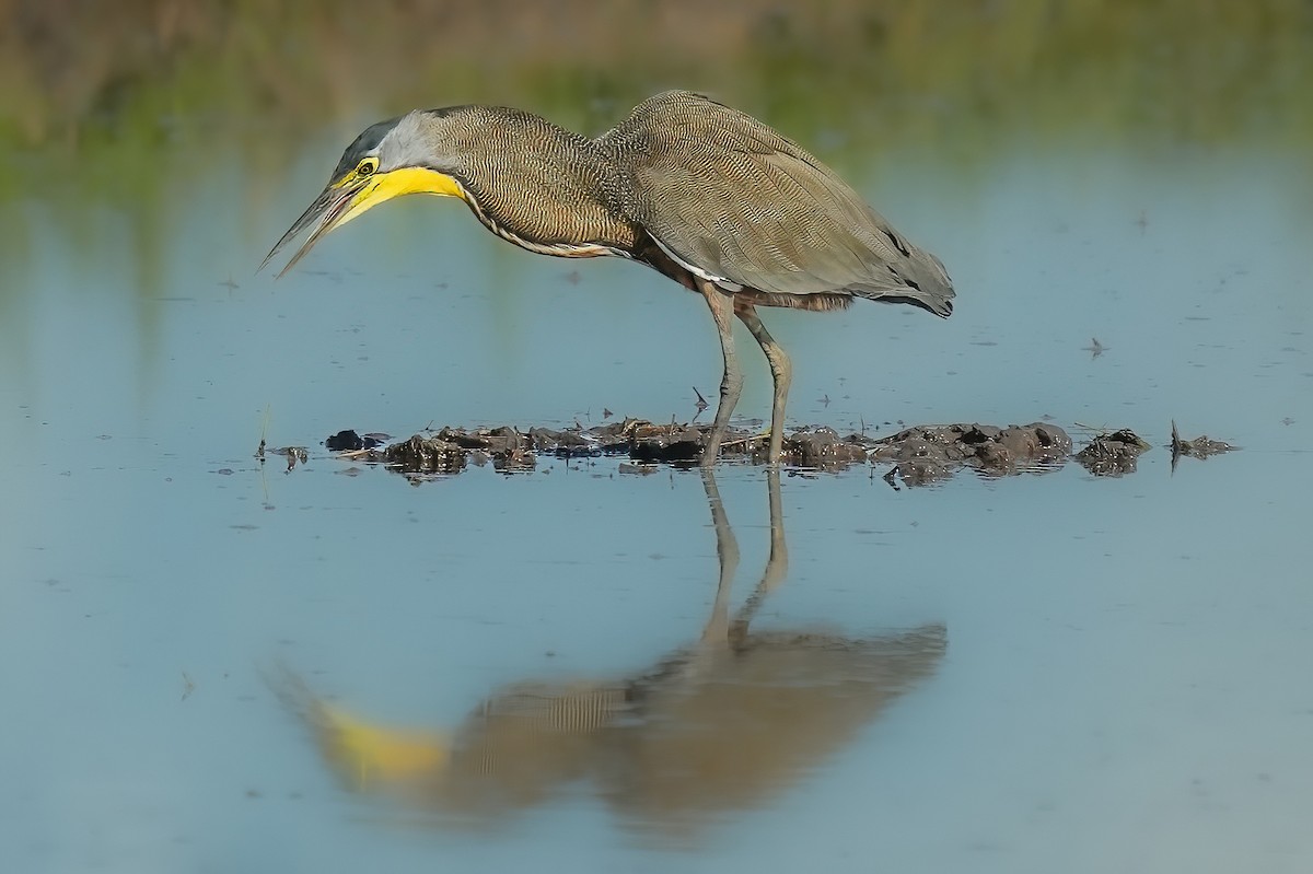 Bare-throated Tiger-Heron - ML646425857