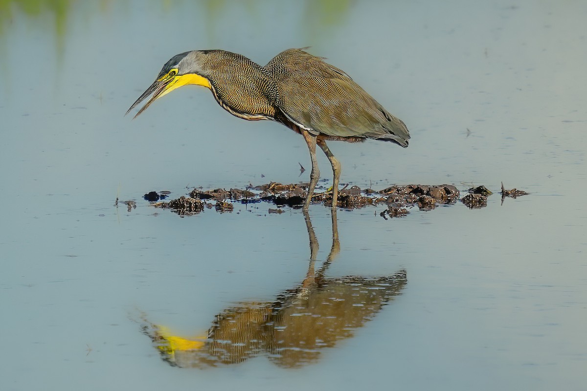 Bare-throated Tiger-Heron - ML646425858
