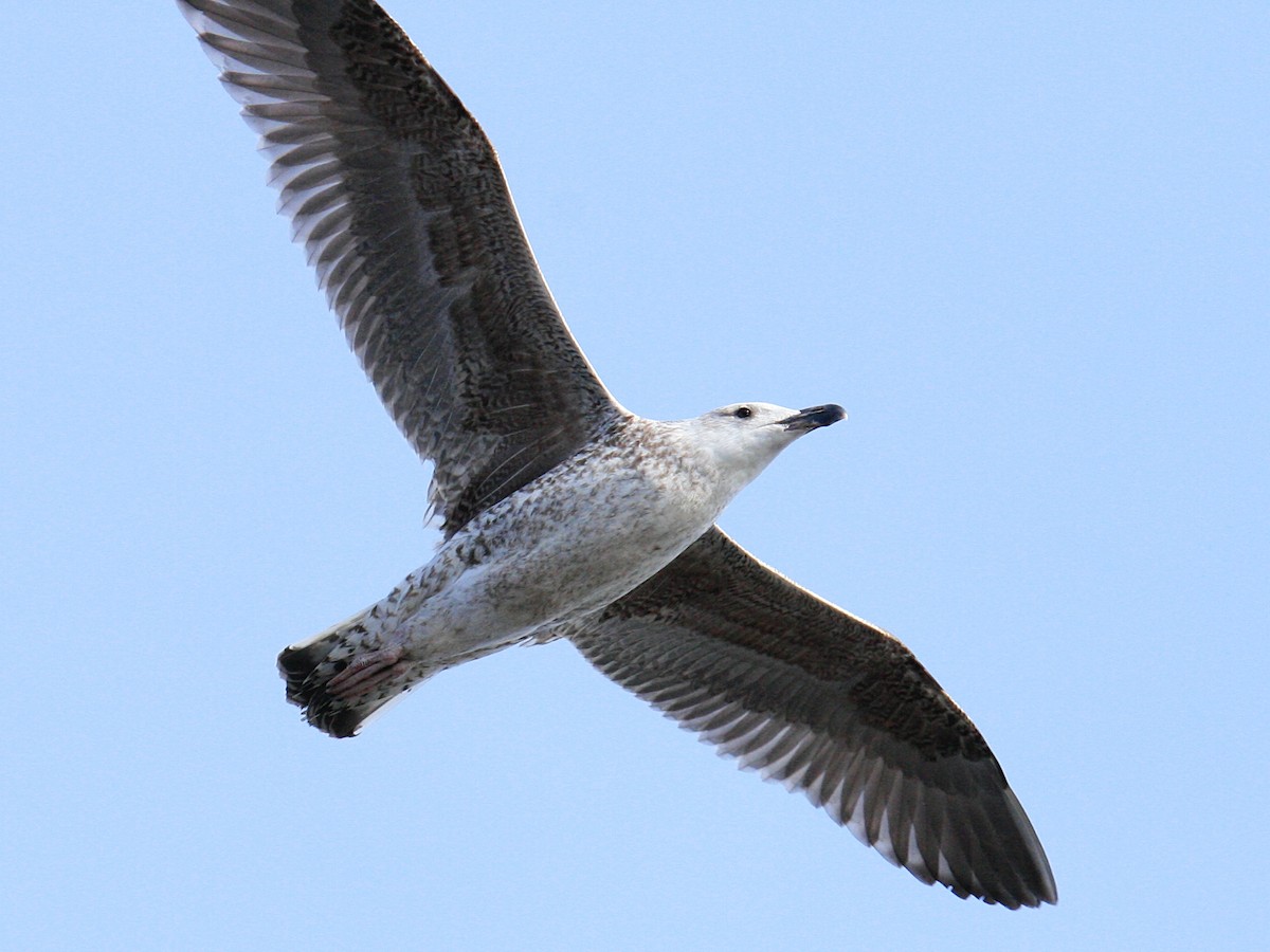 Great Black-backed Gull - ML646425859