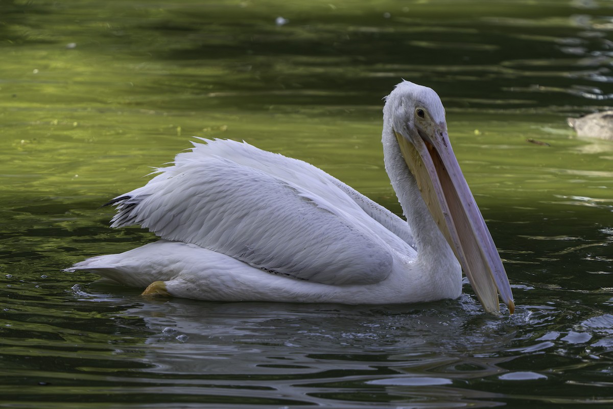 American White Pelican - ML646425860