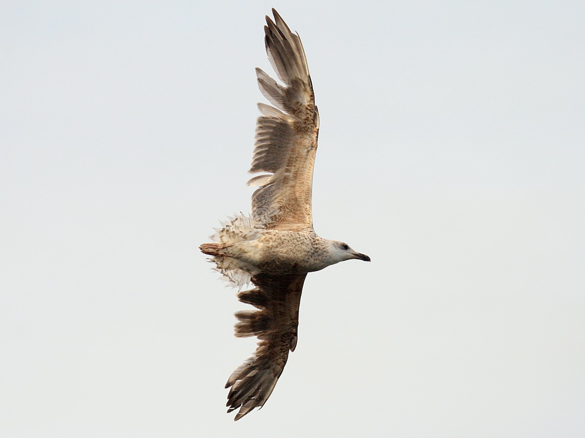 Great Black-backed Gull - ML646425861