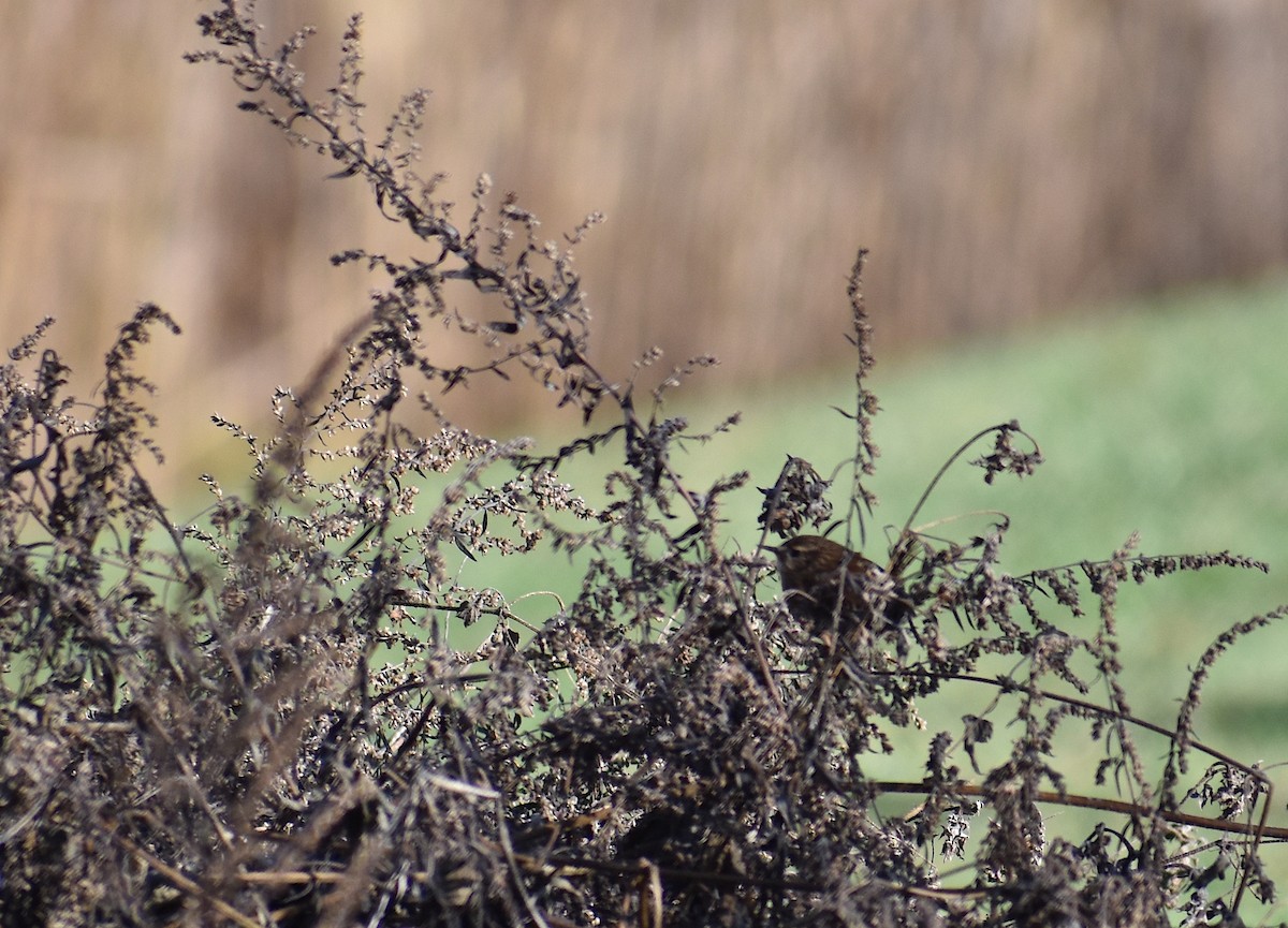 フユミソサザイ - ML646425862