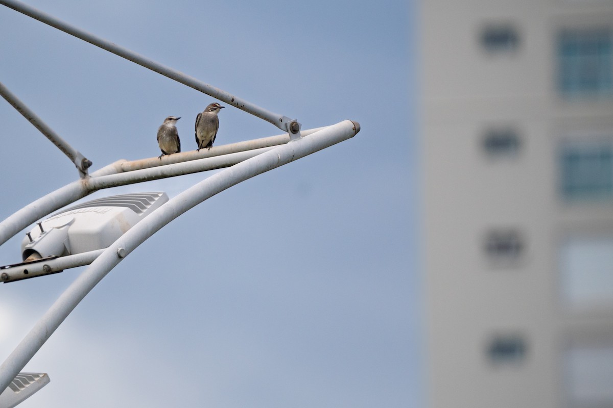 Gray Monjita - ML646425863