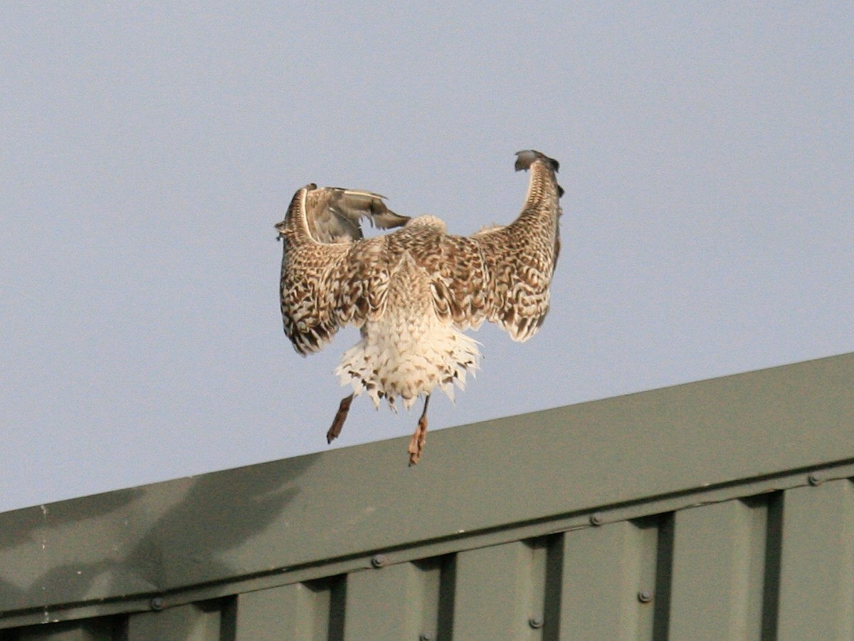 Great Black-backed Gull - ML646425864
