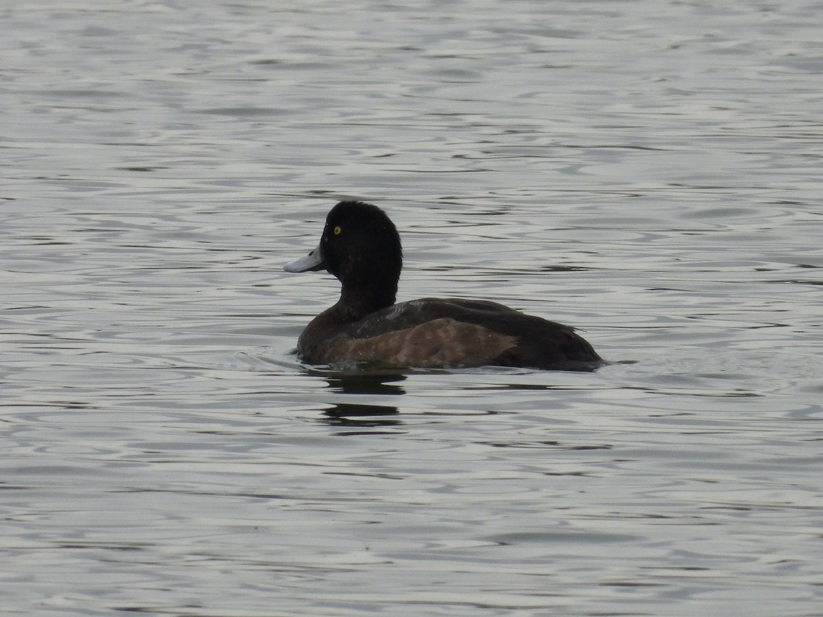 Тэнгисийн шумбуур - ML646425865