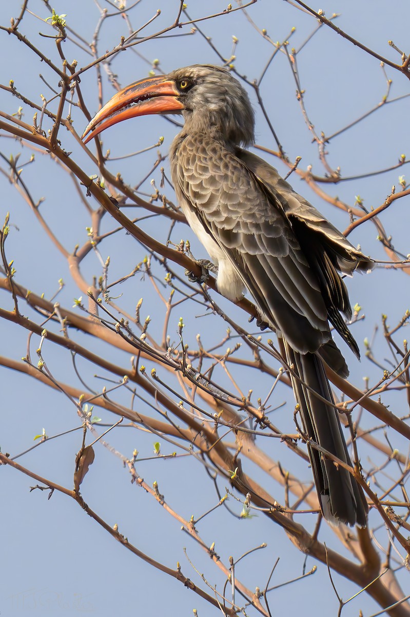 zoborožec světlehnědý - ML646425868