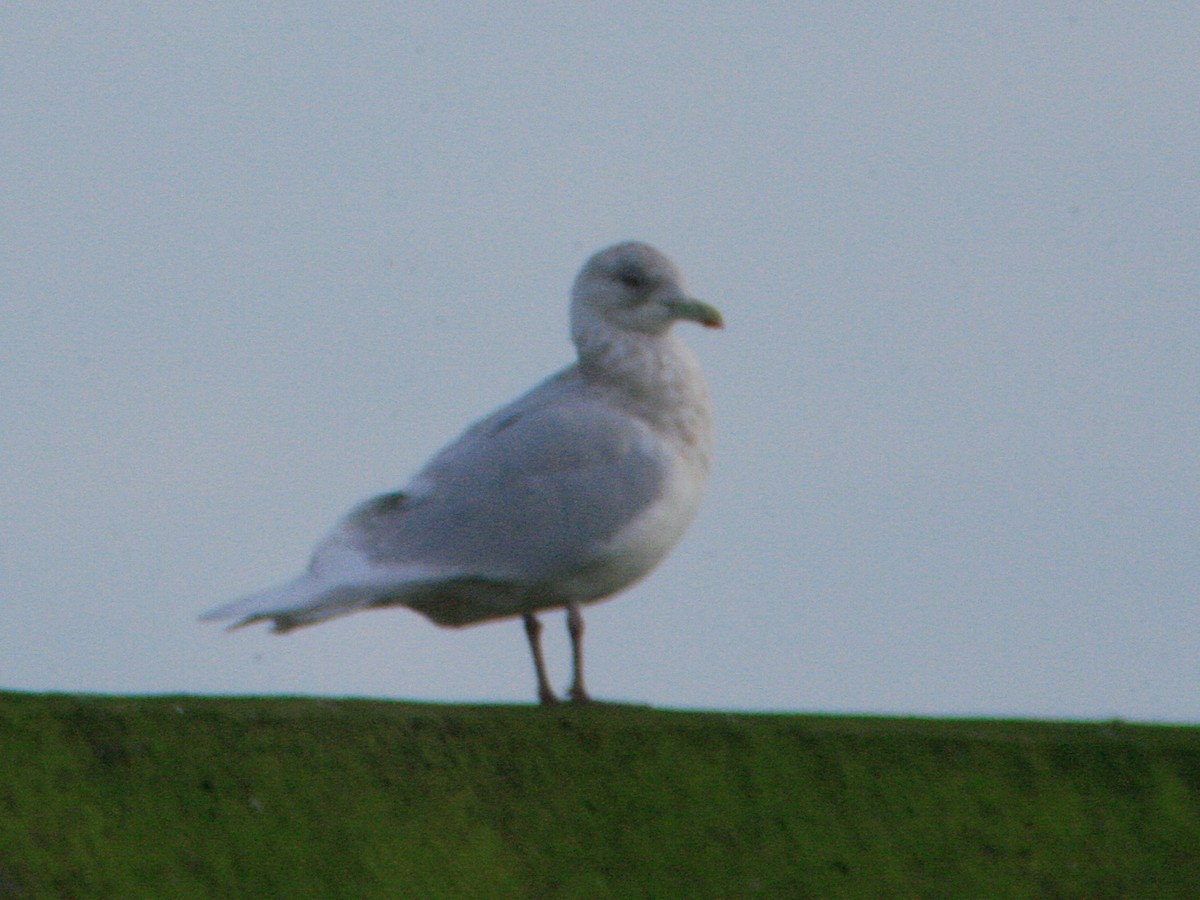 Iceland Gull (glaucoides) - ML646425869