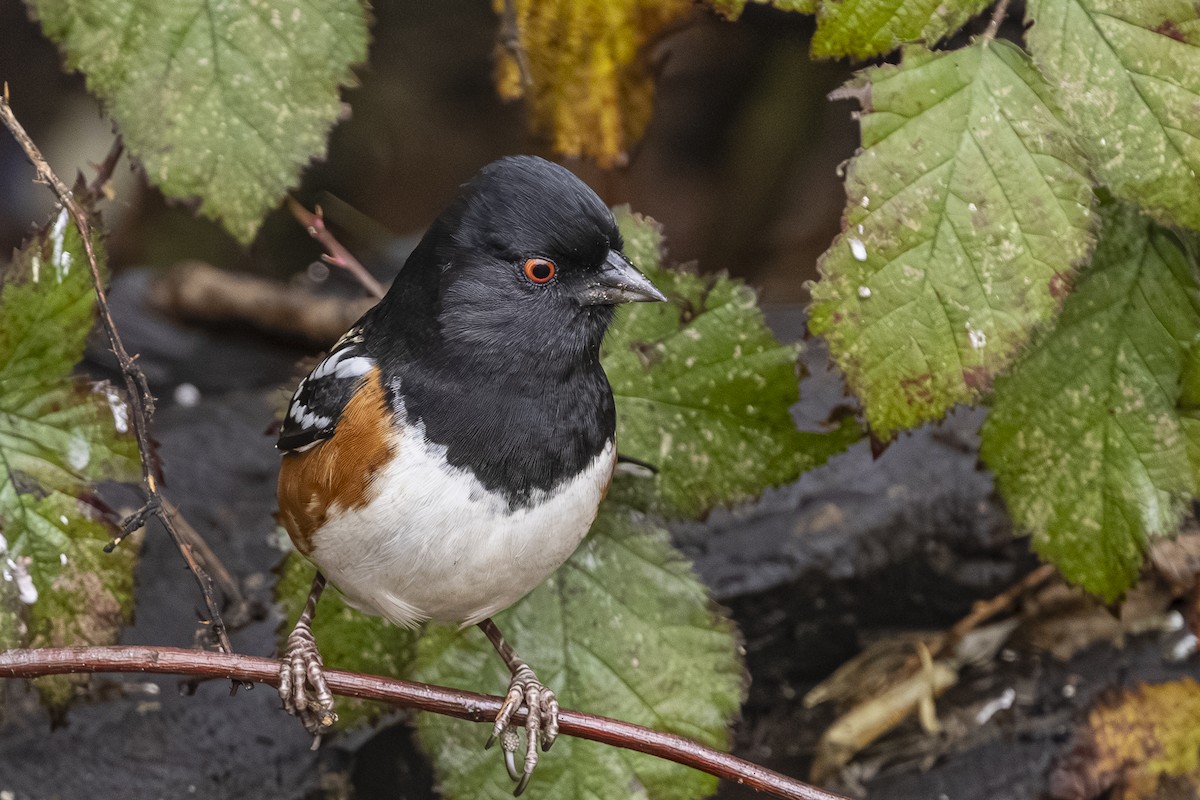 Spotted Towhee - ML646425870