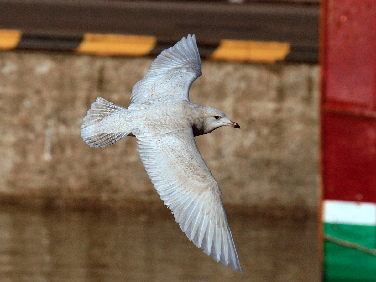 Iceland Gull (glaucoides) - ML646425871