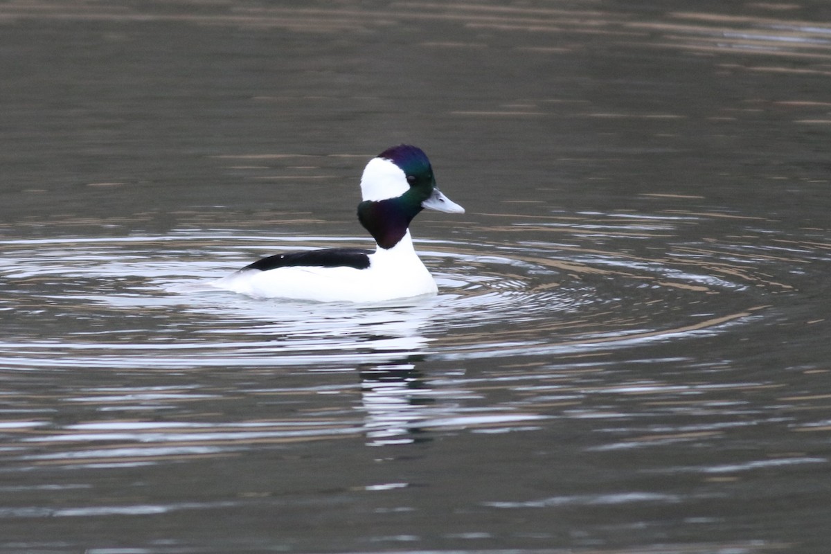 Bufflehead - ML646425872