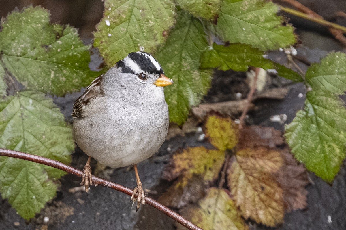 White-crowned Sparrow - ML646425873