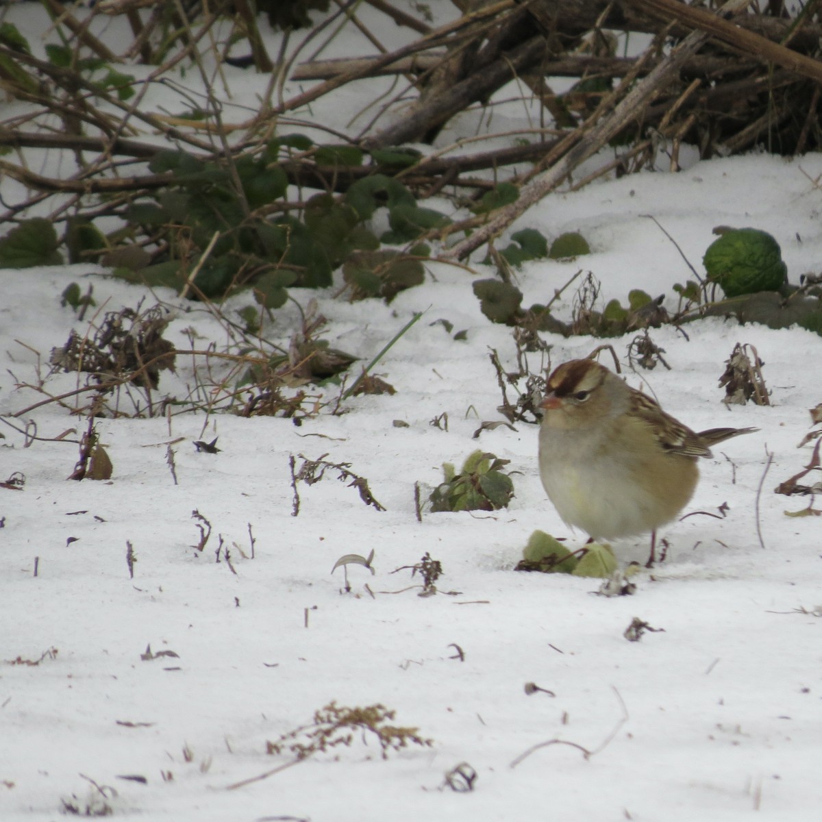 Bruant à couronne blanche - ML646425875
