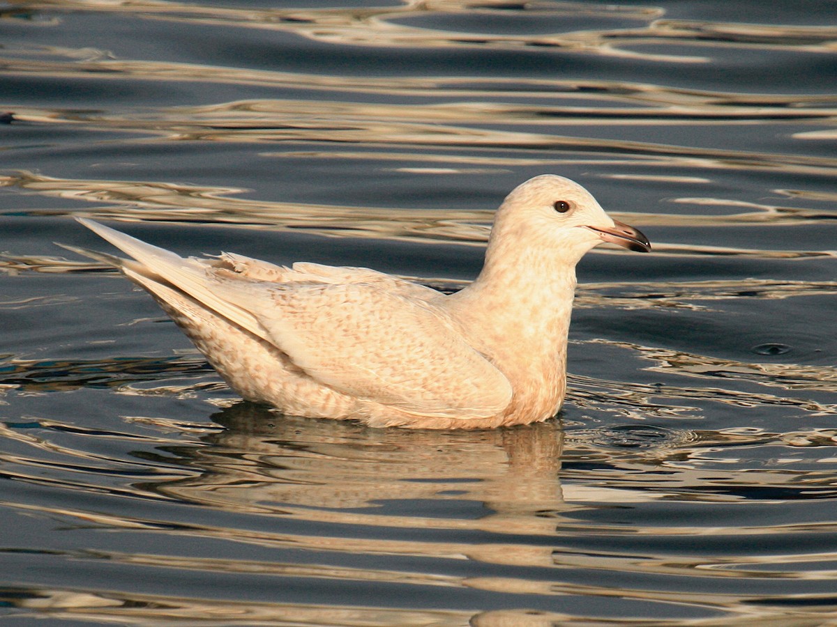 Iceland Gull (glaucoides) - ML646425876