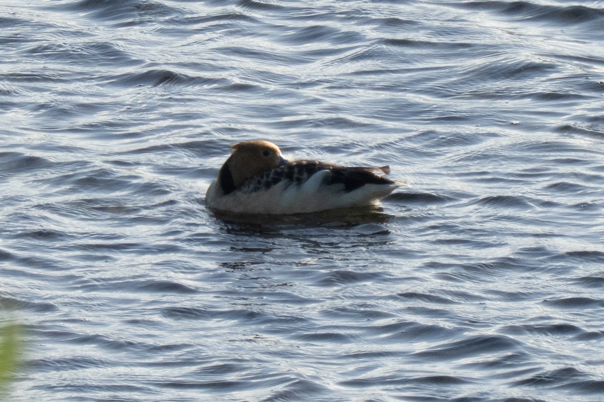 Fulvous Whistling-Duck - ML646425878